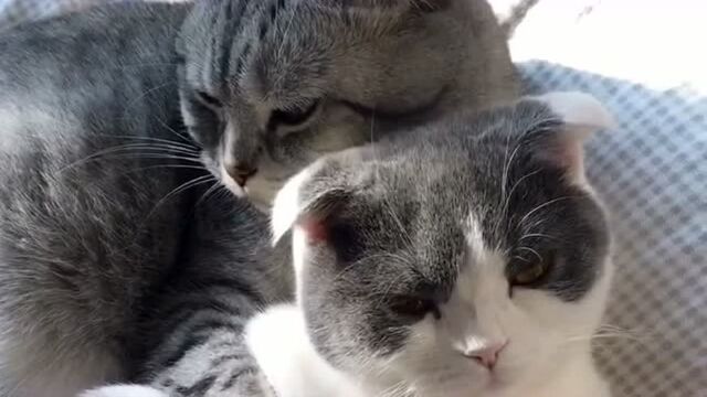 Two Cats Love Sweetness Shoulders And Backs Watch HD Video Online WeTV