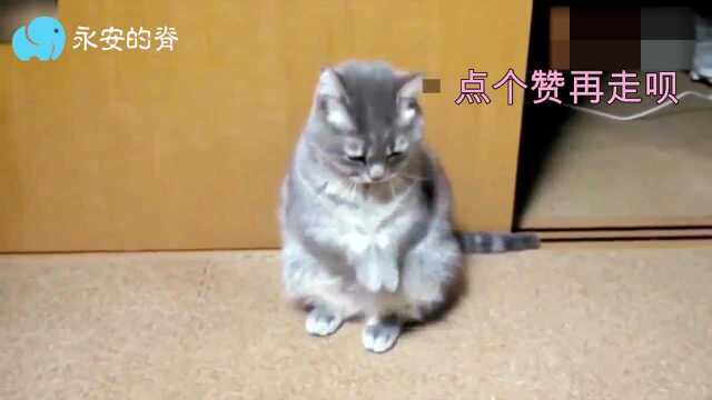 Cat Dance King: It’s not like dancing. If you don’t feel comfortable ...
