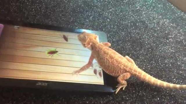 Bored foreigner lizard playing ipad, and finally failed - Watch HD ...