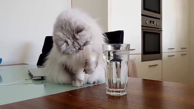 Cat pushing glass shop off table