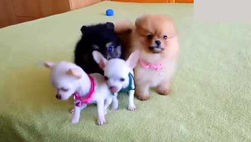 Pomeranian chihuahua best sale for sale