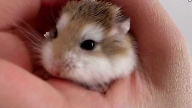 Hamster old man, Meng! - Watch HD Video Online - WeTV
