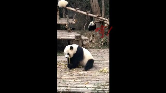 ผลไม้แปลกและแปลก: ผลไม้ Chigo ปีนขึ้นไปสูงและล้มลงต้นไม้ - ชมวิดีโอ ...