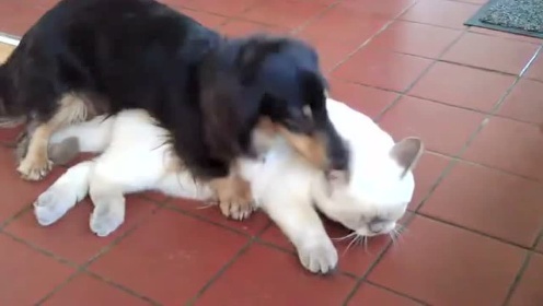 白猫和狗狗一起玩耍 一言不合就开闹 还是猫厉害 Watch Online 白猫和狗狗一起玩耍 一言不合就开闹 还是猫厉害 Watch Online