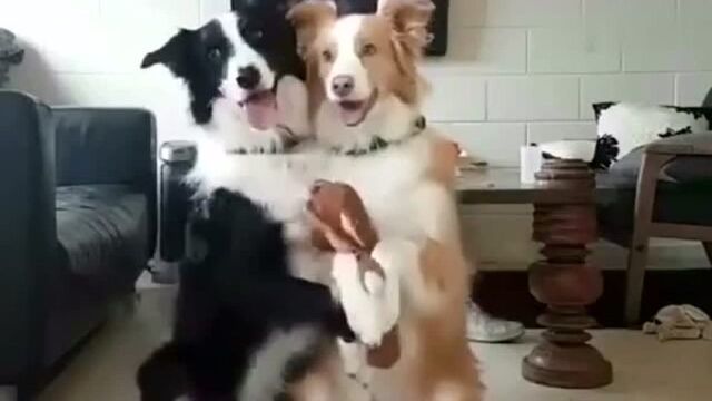 Dog: Wife is taking the child, ready to shoot the family! - Watch HD