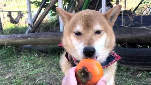 柴犬看到柿子就直流口水 偷到嘴后就立刻逃跑 Watch Online Wetv 柴犬看到柿子就直流口水 偷到嘴后就立刻逃跑 Watch Online Wetv