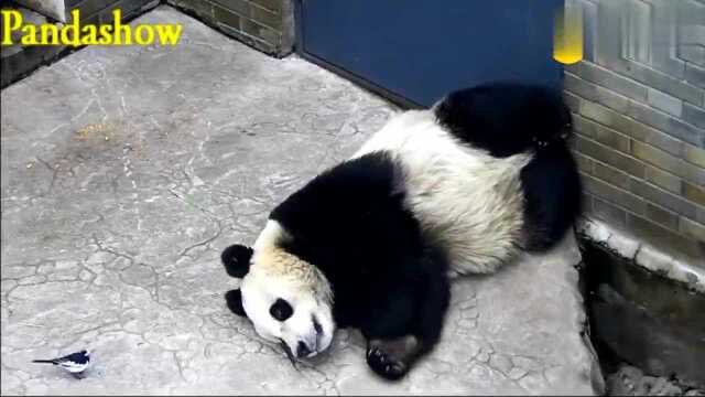 Two social bears in the panda world: Pupu and Bingqing, if you don't ...