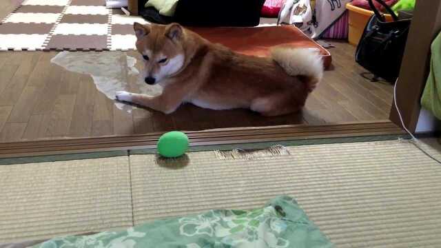 Shiba throws food clearance bowl