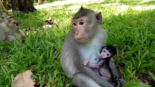 Are you ok? Little monkey, baby monkey that has not been born for a ...