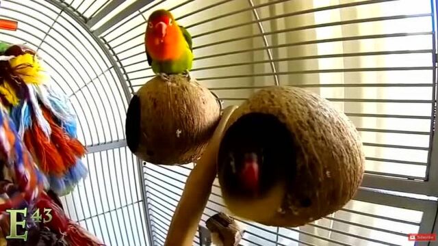 This parrot learns to be awkward. - Watch HD Video Online - WeTV