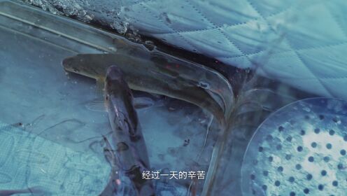 EP7: Taste Humanity at Night S2