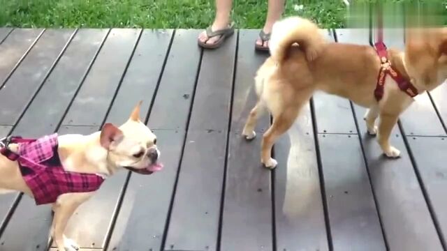 Shiba 2024 inu bulldog