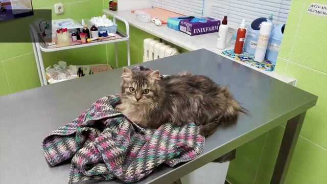 When The Kitten Freezes To Death No One Passing By Saves It Watch