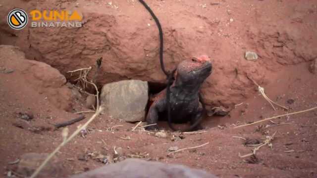 Grab a rare lizard with a strange tail! Use this method to catch ...