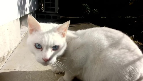 花园里来了一只陌生的猫 白猫立刻叫主人过来围观 Watch Hd Video Online Wetv