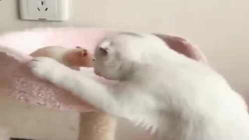 老鼠 猫大人您能不能绕在下一命 Watch Hd Video Online Wetv 老鼠 猫大人您能不能绕在下一命 Watch Hd Video Online Wetv