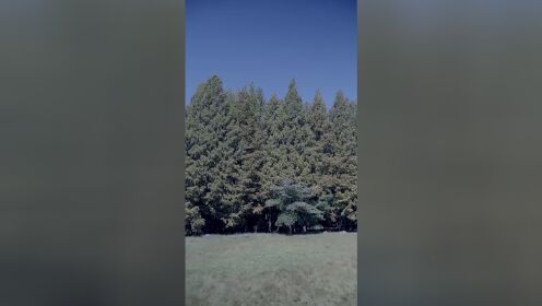 复仇盛宴已上桌_15