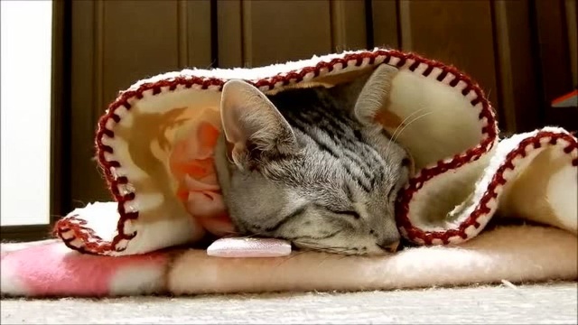 Wrapped In A Quilt To Sleep Disturbed By The Owner The Cat Boss Has No Choice But To Help