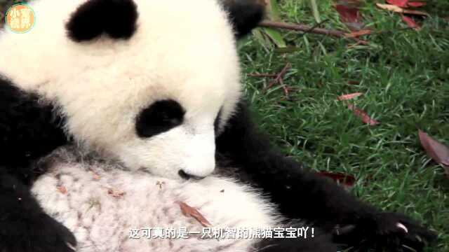 Smashed Panda Panda baby who is tired of biscuits, deliberately smashed and waved: it ...