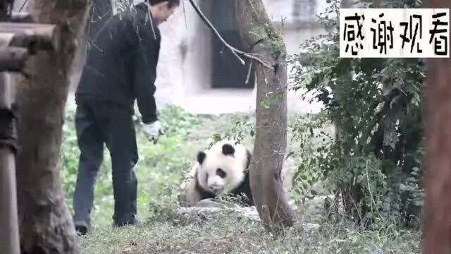 The breeder snatched the apple of the giant panda. The reaction of the ...