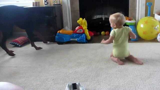 The Doberman bullied the baby and was discovered by the mother. The dog of the dog suddenly changed his face and loved the baby! - Watch HD Video Online - WeTV