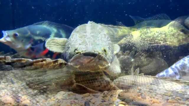 What do you think of the intimate baby pet fish? Fish friends: Hurry up ...