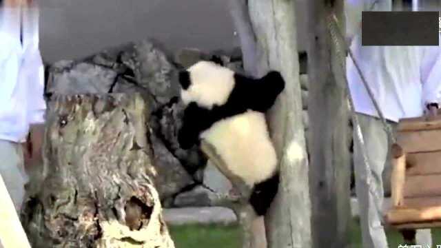 Smashed Panda Zhen Guobao! Chinese giant pandas were sent to Japan, and the zoo was ...