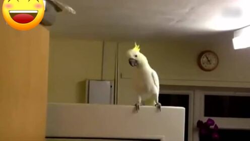 鹦鹉也唱起了忐忑 我也笑喷了 在线观看 Wetv