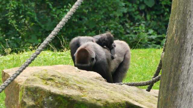 A female orangutan plays with two children on the grass No one gives