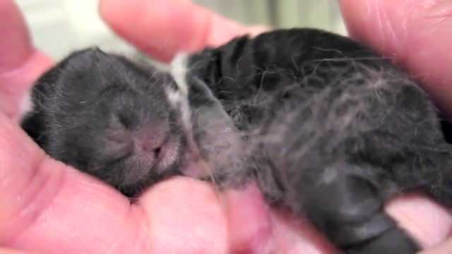 Diagonal rabbit growth diary: - sleeping black - Watch HD Video Online ...