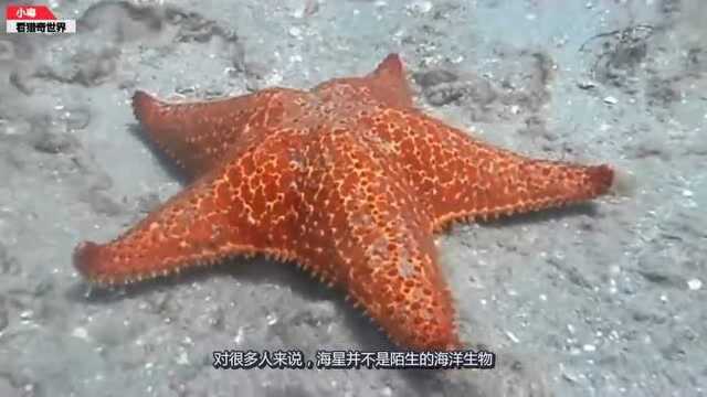 Runner Playful Starfish main image 0