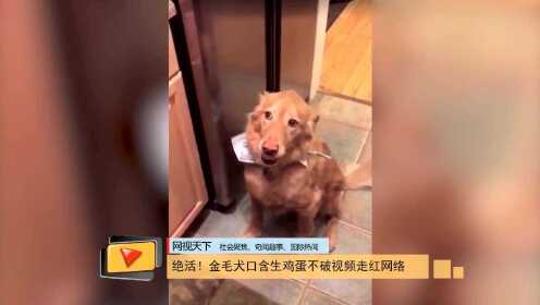 絕活 金毛犬口含生雞蛋不破視頻走紅網絡