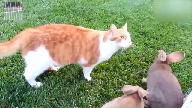 Old Man Rabbit The cat is really a acting school. I saw the rabbit pretending to be a ...