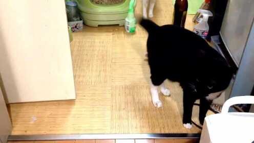 白猫把黑猫的尾巴当玩具 黑猫 老虎不发威你把我当病猫 Watch Online Wetv 白猫把黑猫的尾巴当玩具 黑猫 老虎不发威你把我当病猫 Watch Online Wetv
