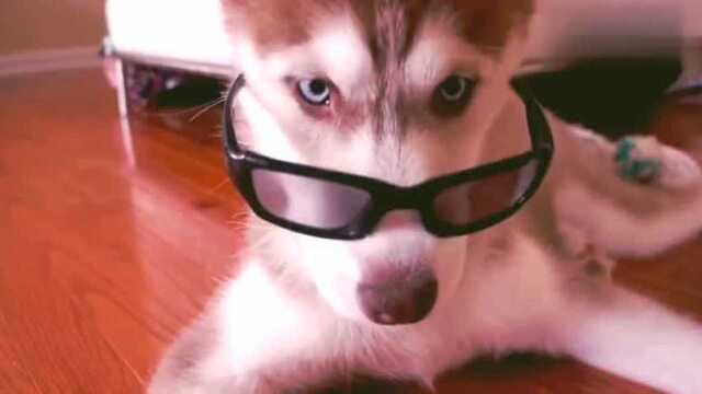 The first time Huskies wore sunglasses, the reaction was too funny, and ...