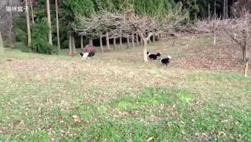 乖乖带边牧出来遛弯真是个体力活非把主人累趴下不可 Watch Online 乖乖带边牧出来遛弯真是个体力活非把主人累趴下不可 Watch Online