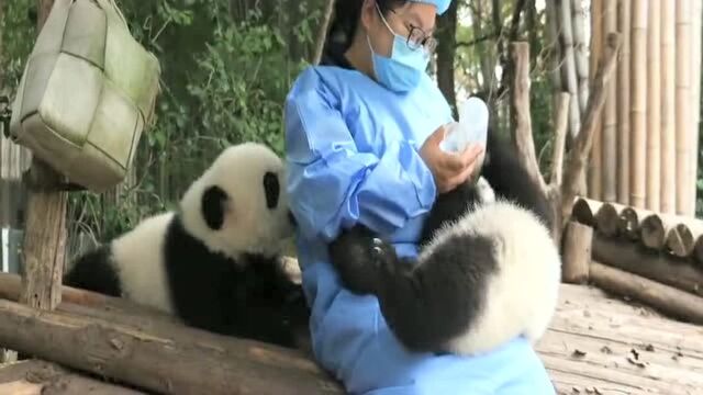 Botella de Agua con Pajita y Asa Oso Panda Pandarama