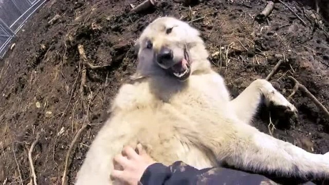 A purebred wolf is so smashed into two! - Watch HD Video Online - WeTV