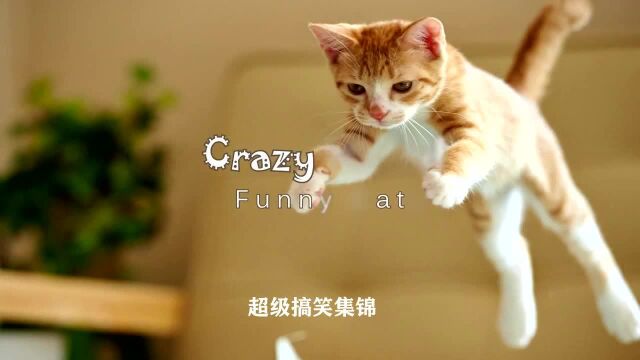 crazy funny animals with captions