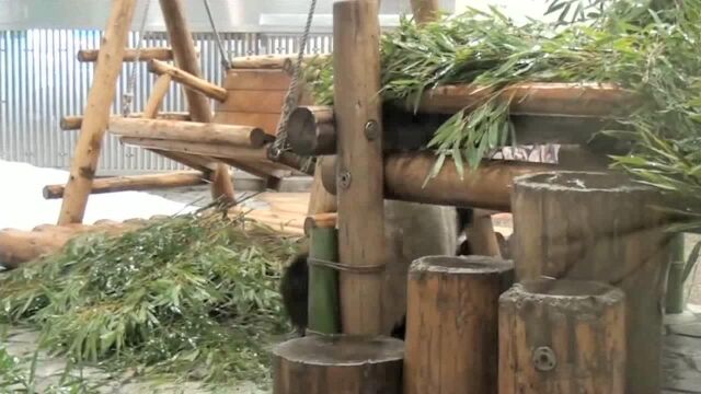 Vippanda Warm heart! I know that the giant panda baby loves to play with snow ...