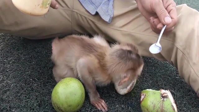 Capture a little monkey who only recognizes the spoon. This IQ is no ...
