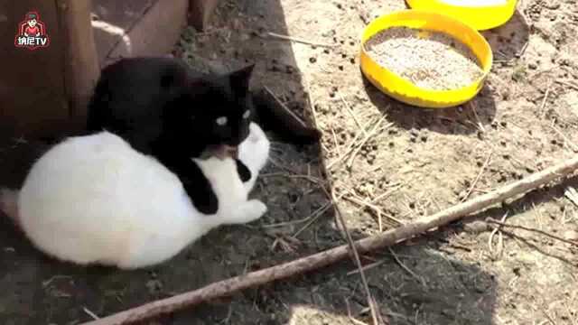 The snow white fluff of the white rabbit was smashed by the comet, and ...