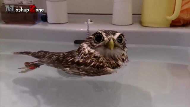 depressed baby owl