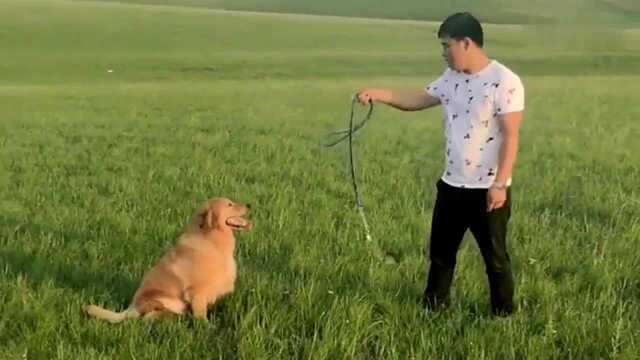 พ่อพา Niu Niu ไปที่ทุ่งหญ้าปล่อยเพลงแล้วมองเข้าไปในระยะไกลอิจฉา - ชม ...