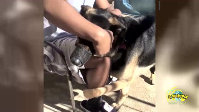 Pets Getting Scared Counting the moments when pets are scared, it’s ridiculous - Watch HD ...