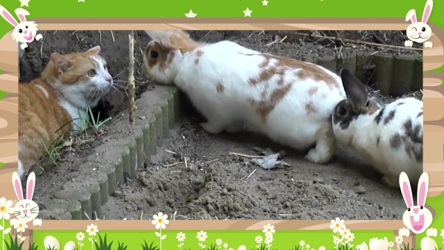 Cat Watching Rabbits Two uncultured rabbits want to play cats, do you know that cats have a ...