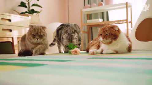 其他猫对花正好奇时 橘猫被花定住 快护驾 有人要害朕 Watch Online Wetv