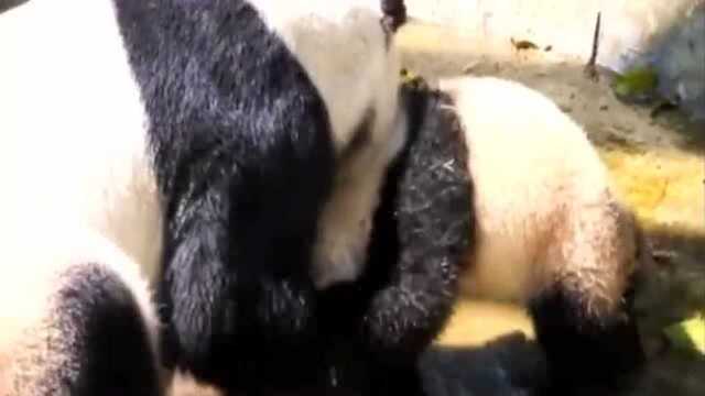 Smashed Panda Panda: The fat sea was violently tempted by her mother, and they all ...